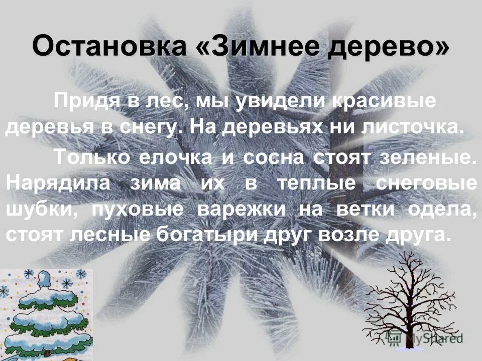 Деревья зимой стих. Деревья зимой для презентации. Описание деревьев зимой. Ель и сосна. Зимние деревья дуб.