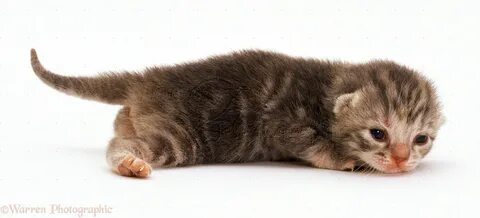 1 week old