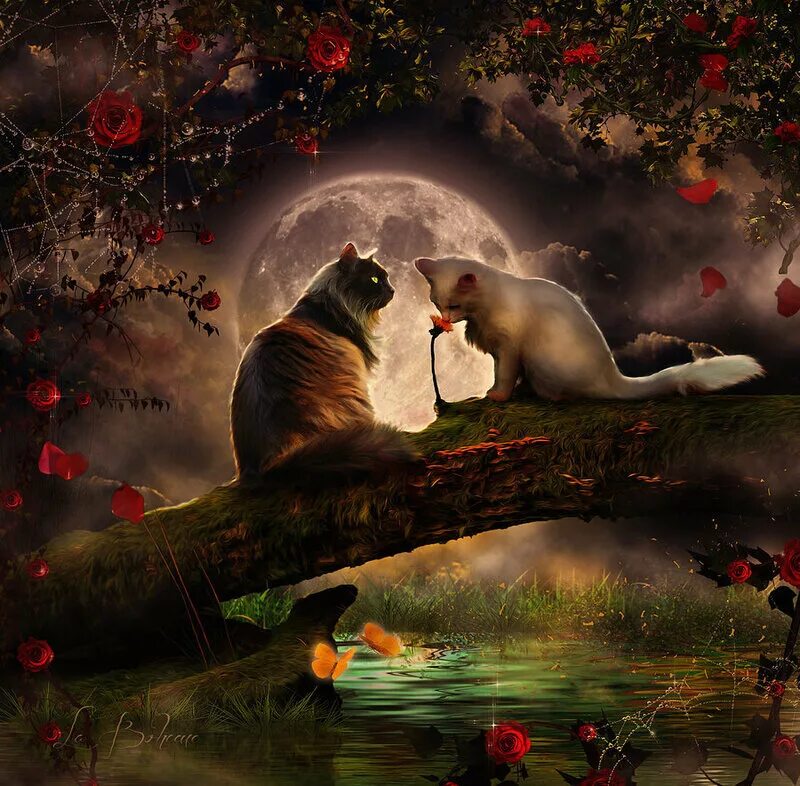 Натюрморт с животными. Ночная прогулка с собакой. Добрый вечер очень красивые собачки и фрукты. Профессиональные фото щенков. Смешной закат.