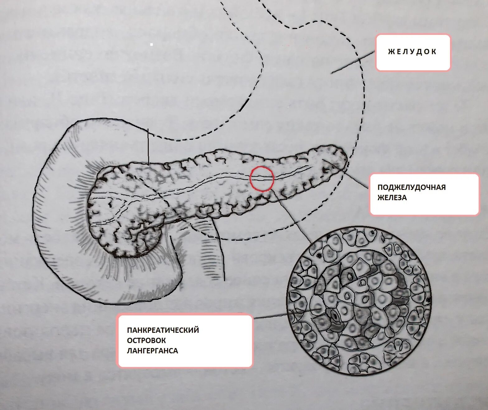 Альфа клетки островков лангерганса. Панкреатический островок Лангерганса. Инсулин островки Лангерганса. Островки Лангерганса поджелудочной железы. Строение поджелудочной железы островки Лангерганса.