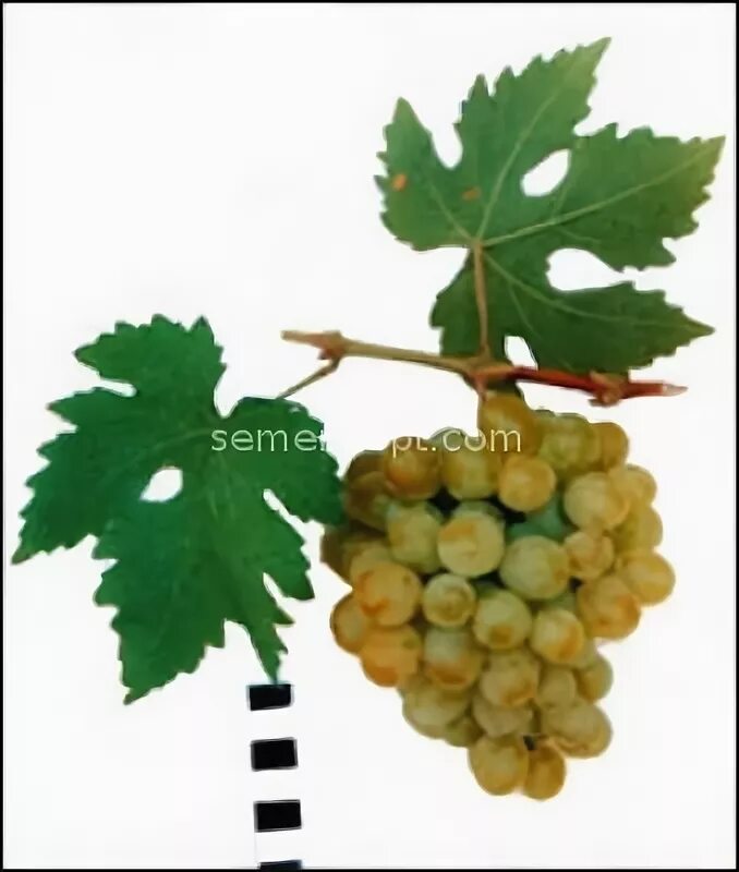 Виноград кишмиш красный. Виноград один. Виноград кишмиш розовый. Grape компьютер. Виноград один амурский прорыв.