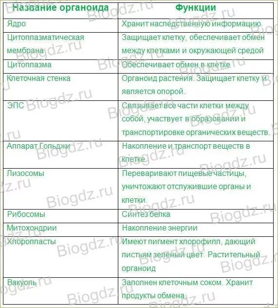 Какова функция органоидов. Функции органоидов животной клетки таблица. Основные органоиды растительной и животной клетки таблица. Строение и функции растительной клетки таблица. Функции органоидов растительной клетки таблица.