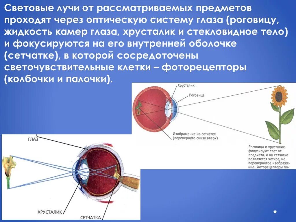 К оптической системе глаза относятся хрусталик. Ход световых лучей в глазу. Оптическая система глаза. Световые лучи и глаз. Ход лучей через оптическую систему глаза.