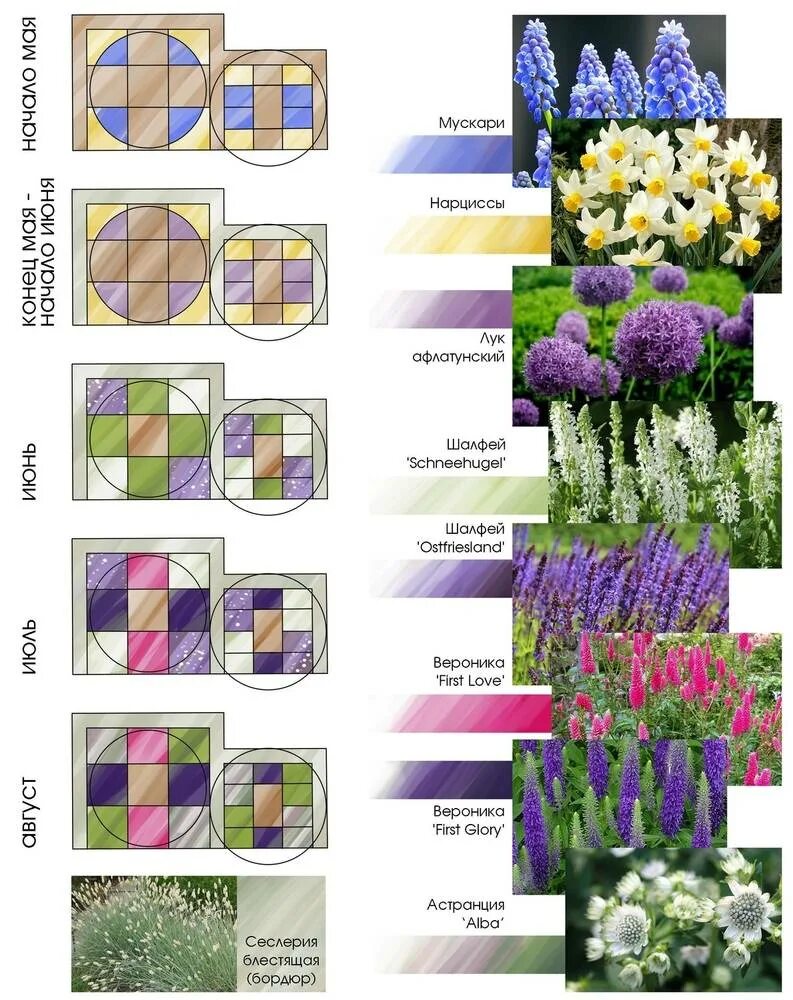 Схема клумбы. Клумба из многолетников непрерывного цветения. Схема цветочной клумбы. Схема цветника непрерывного цветения. Клумба из многолетников для начинающих непрерывного цветения