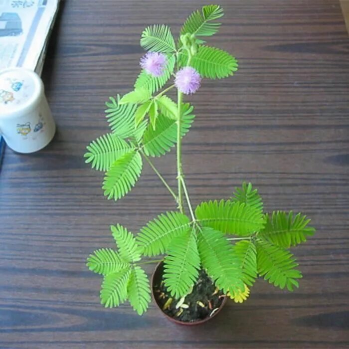 Mimosa pudica растение. Мимоза стыдливая дома. Мимоза pudica. Мимоза стыдливая в горшке. Цветок мимоза стыдливая.