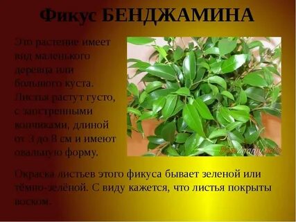 Фикус откуда родом