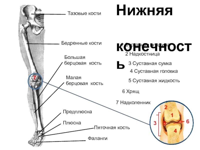 Находится берцовая кость. Большая и малая берцовая кость. Большая берцовая и малая берцовая кости. Малая берцовая кость схема.