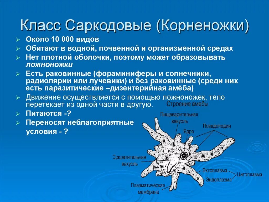 При наступлении неблагоприятных условий амеба. Тип простейшие protozoa класс Саркодовые Sarcodina. Класс корненожки общая характеристика. Корненожки амеба обыкновенная. Представители подтипа Саркодовые (Sarcodina).