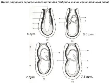 Зародыш инструкция