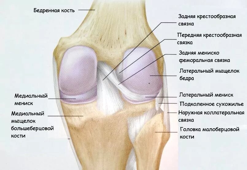 Разрыв крестообразной связки. Крестовые связки коленный сустав. Разрыв связок пкс коленного сустава. Задняя крестообразная связка колена. Крестообразная задняя связка колена.
