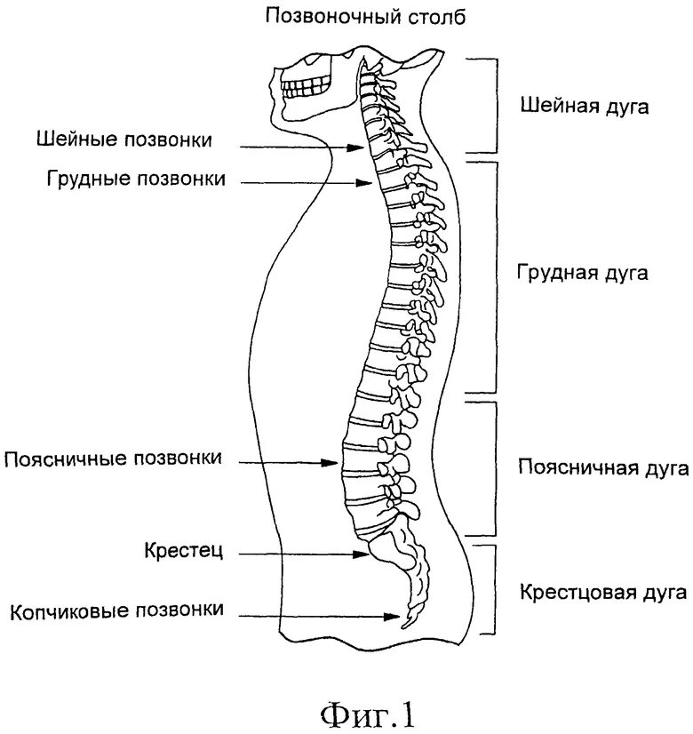 Отделы спины. Схема позвоночного столба человека. Позвоночный столб схема. Схема позвонков поясничного отдела позвоночника. Шейный отдел анатомия позвоночника схема.