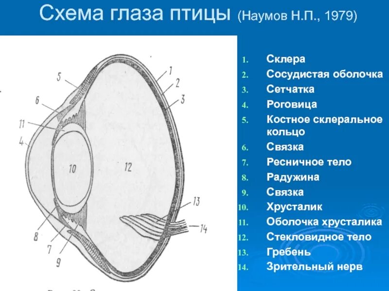 Структура глаза птицы