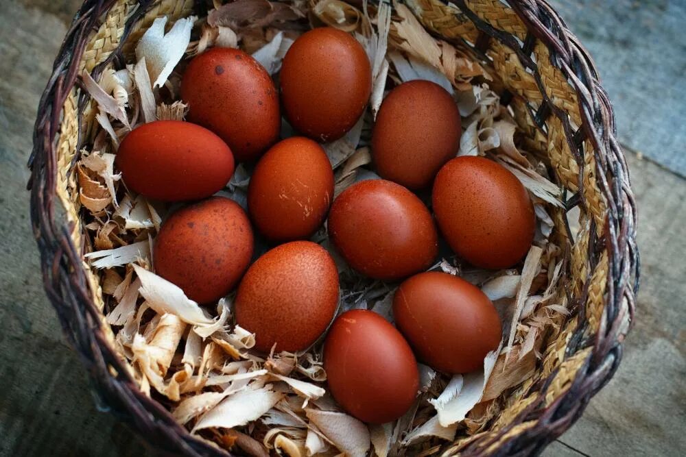 Инкубационное яйцо марана купить. Маран яйца. Маран куры яйца. Маран черно медный яйца. Цыплята Маран.