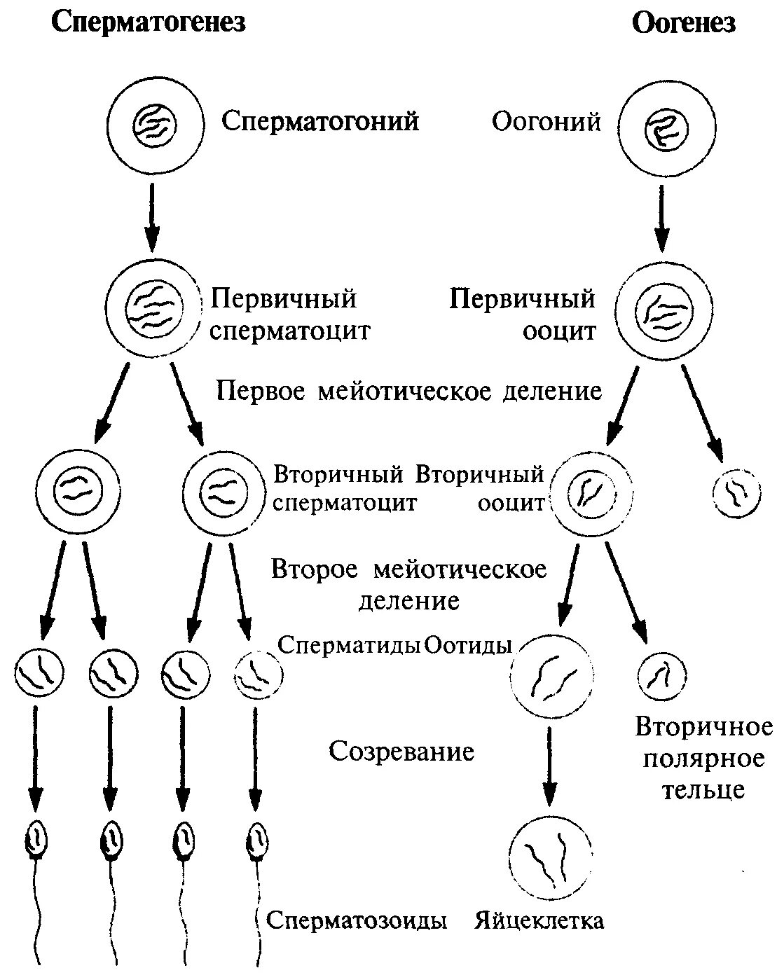 Схема сперматогенеза. Ооциты первого порядка набор. Схема сперматогенеза и оогенеза. Сперматогенез набор хромосом. Каким номером на схеме обозначено мейотическое