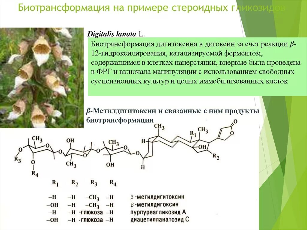 Какого растения получают инновационный ингредиент филобиома актив. Биотрансформация дигитоксина в Дигоксин. Процесс получения дигоксина из дигитоксина. Превращение дигитоксина в Дигоксин. Биотрансформация примеры.