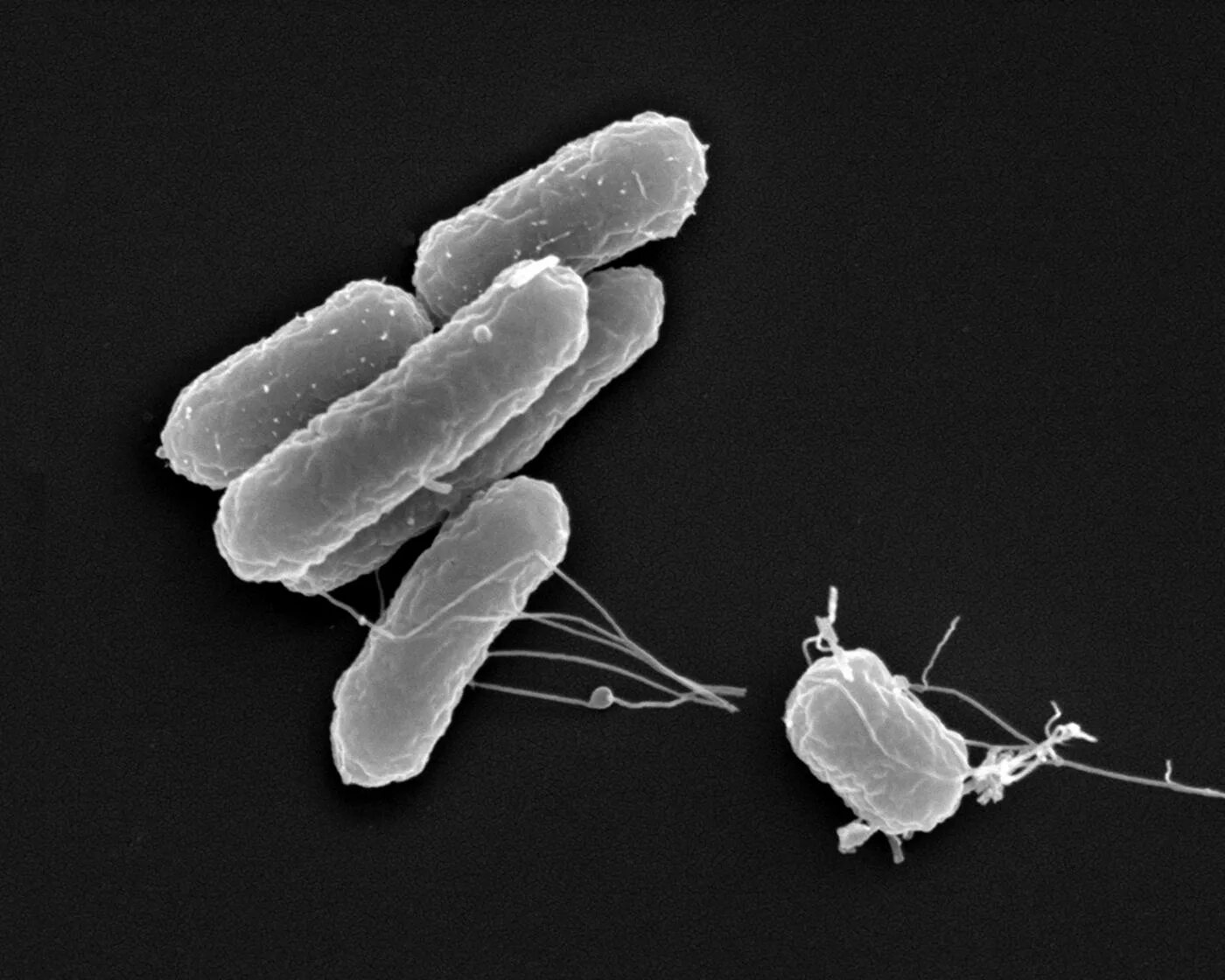 Salmonella enterica. Сальмонелла энтеритидис. Болезнетворные бактерии сальмонелла. Сальмонелла (Salmonella). Сальмонеллез бактерия возбудитель.