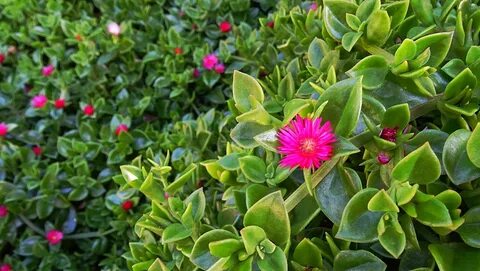 Ice plant