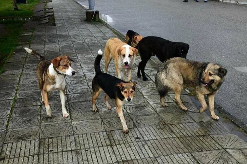 Собак где сейчас. Бездомные собаки. Стая бездомных собак. Бродячие собаки. Уличные собаки.