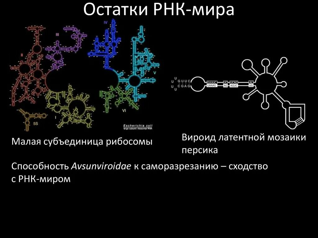 Мир РНК гипотеза. Эволюция РНК. Вселенная РНК.