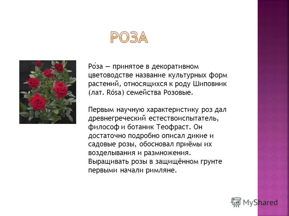 Описание цветка розы. Описание цветка розы в научном стиле. Писание про цветок розу. Описание розы 3 класс.