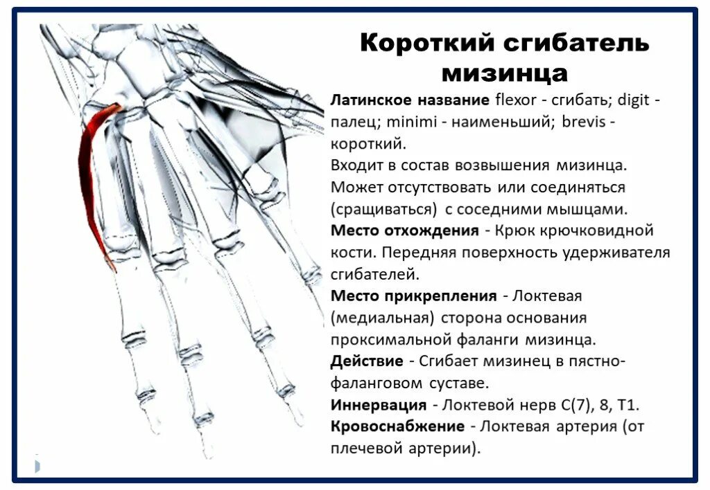 Сгибатель латынь. Короткий сгибатель мизинца кисти. Короткий сгибатель мизинца. Мышцы кисти. Короткий сгибатель мизинца латынь.