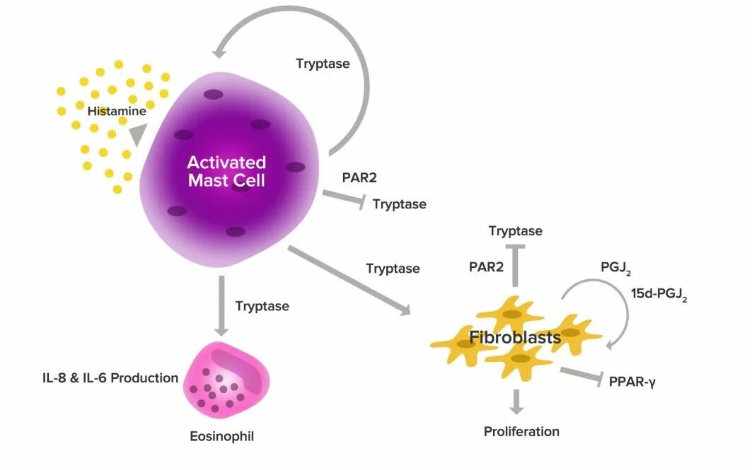 Гистамин в крови. Тучные клетки клетки. Тучная клетка схема. Триптаза тучных клеток. Тучные клетки и аллергия.