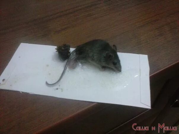 Как избавиться от мышей домашних условиях. Мышь в квартире. Домики для мышей с отравой. Мышь квартирная маленькая.