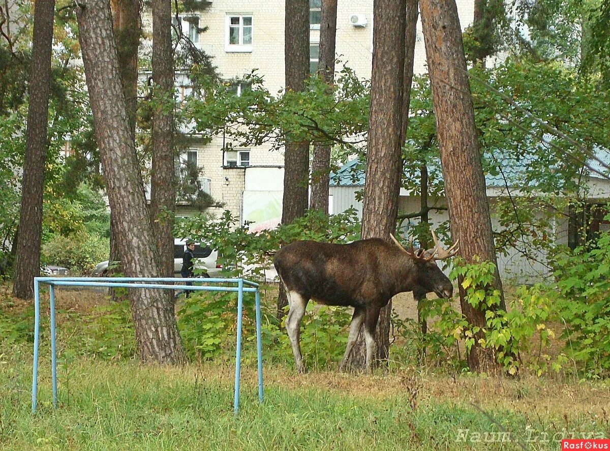 Лось зеленоградская. Лоси в Заречном Пензенской области. Город Заречный Пензенская область лоси. Памятник лосям Заречный Пензенская область. Лось в Пензенской области.