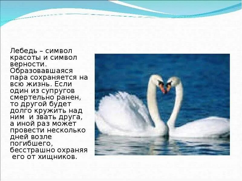 Какие слова помогают представить лебедушку