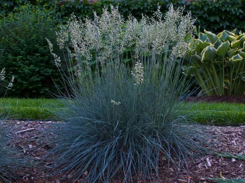 Festuca cinerea `Azurit` / Kostřava popelavá, K9 Ornamental grasses, Beautiful g
