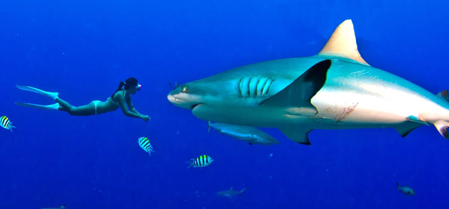 Миграция акул на карте. Разновидности акул. Документальные фильмы про акул. Классификация видов акул. Где стоит акула.