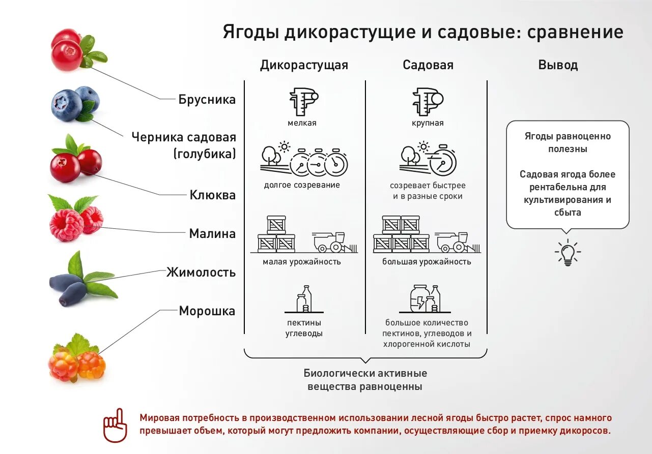 Брусника в тайге. Брусника кустарничек. Клюква болотная в тундре. Какие ягоды растут в лесу летом. Ягоды лесные и садовые.