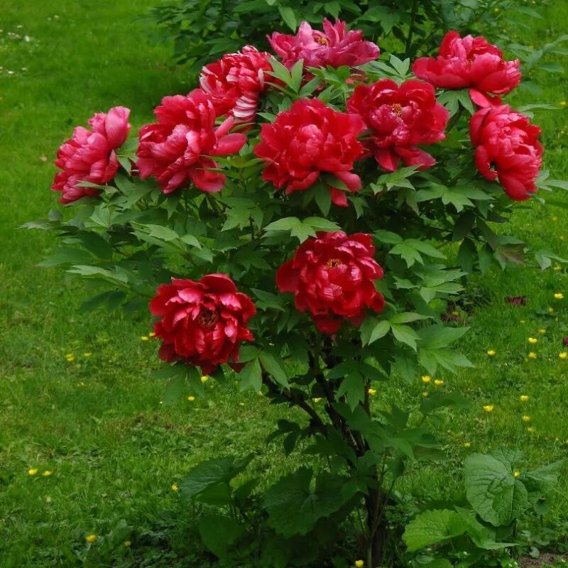 Пион древовидный Алые паруса. Пион древовидный "Алые паруса" (Paeonia suffruticosa 'Zhi Hong'). Пион древовидный Алые паруса/цкор.. Древовидный пион саженец.