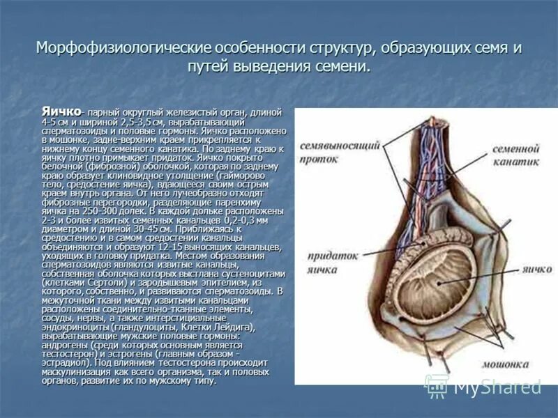 Функции придатка яичка