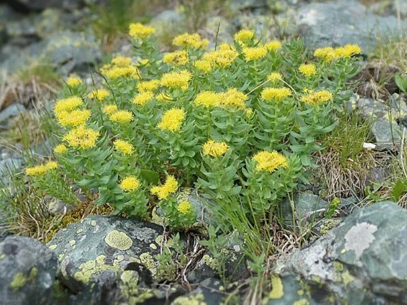 Родиола розовая растет. Золотой корень родиола. Растение радиола и золотой корень. Родиола розовая Толстянковые. Родиола розовая в тундре.