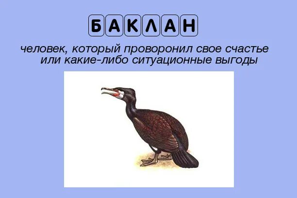 Баклан жаргон