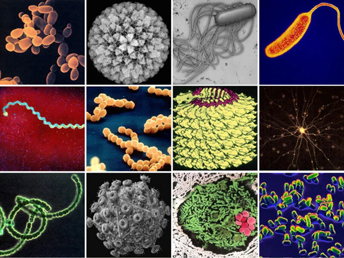 Бактерии известные виды. Пирамида паразиты грибы бактерии вирусы. Разные виды бактерий. Разнообразие микроорганизмов. Разные формы бактерий.
