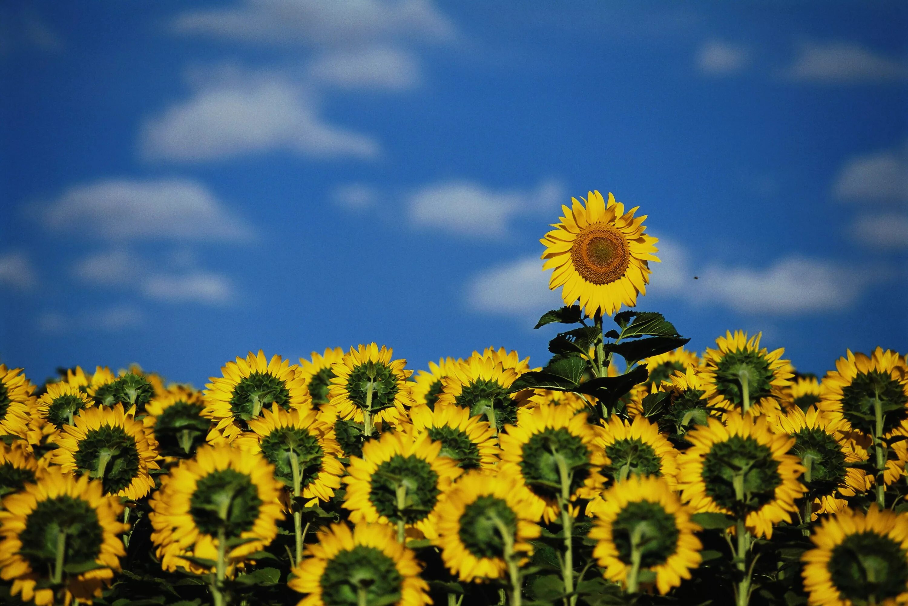 Поле подсолнухов. Поле подсолнухов. Подсолнух и солнце. Подсолнуховое поле. Подсолнух и солнце.