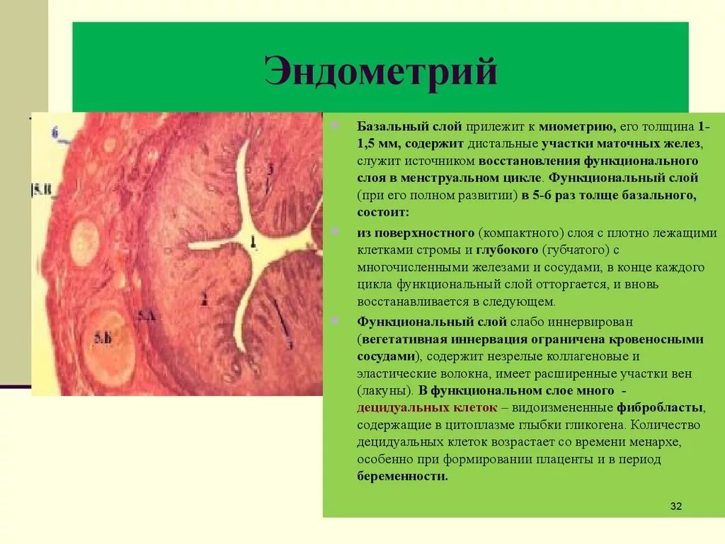 Маточный эндометрий состоит. Функциональный слой слизистой матки функции. Слизистая оболочка эндометрия.