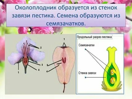Где находится семя у покрытосеменных растений