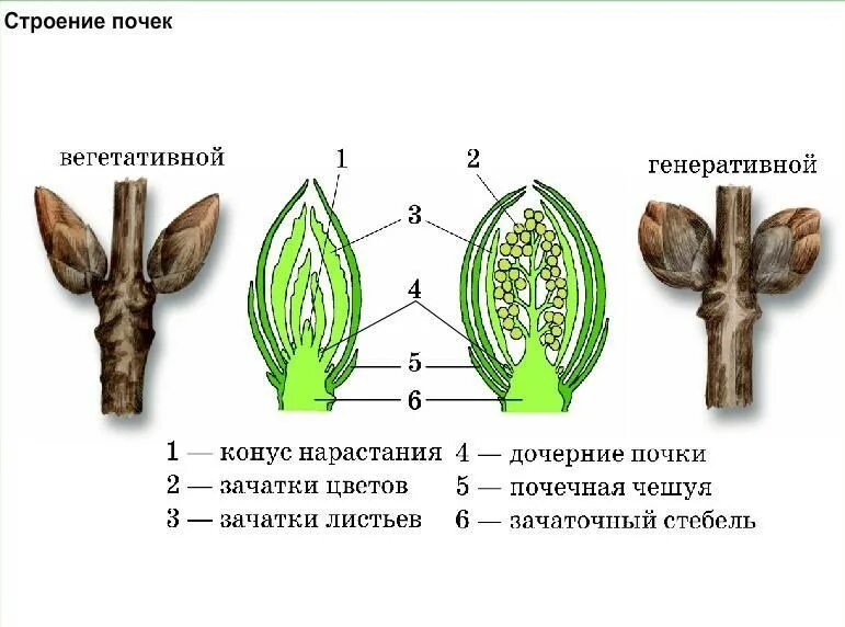 Конус нарастания состоит из