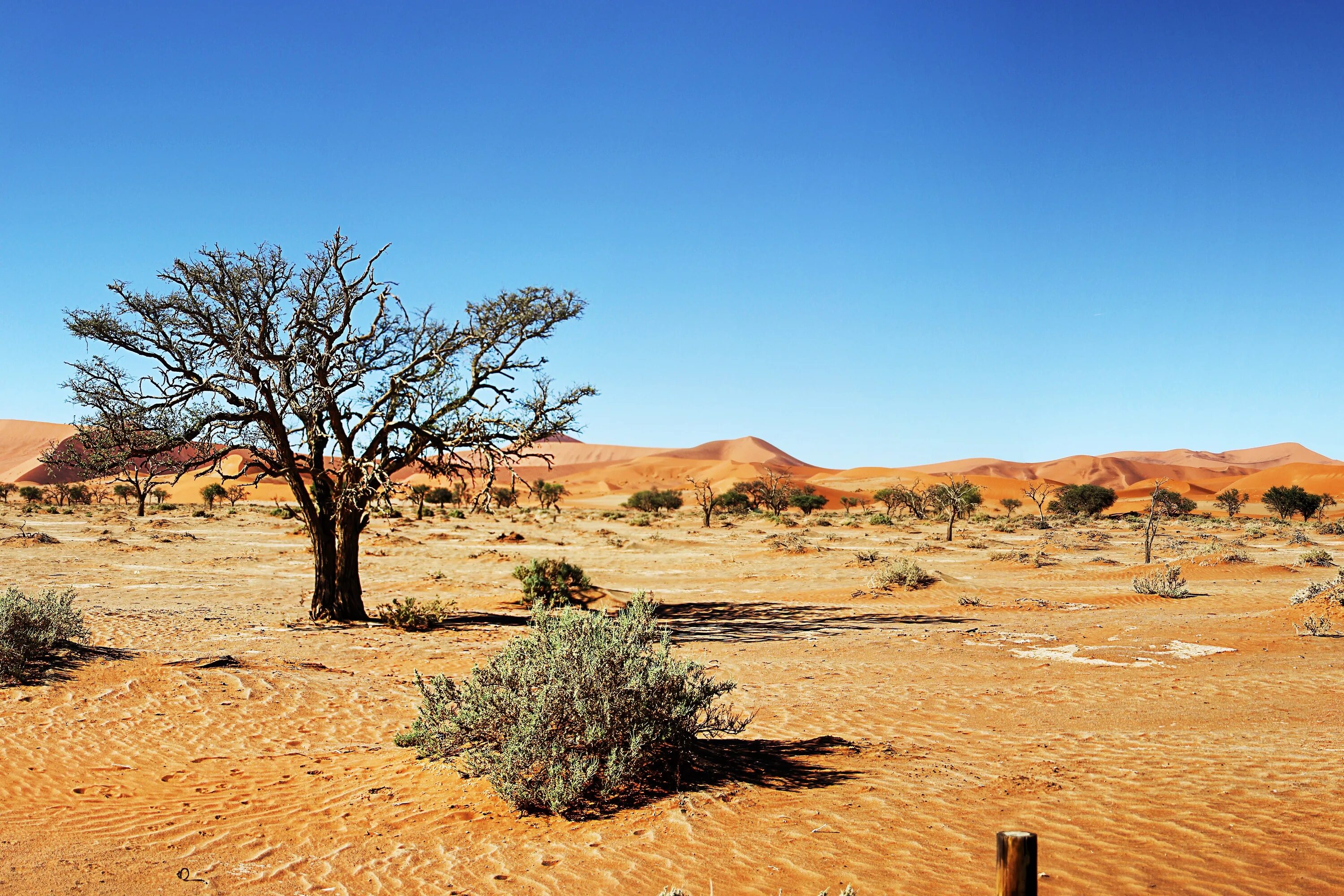 Саванны и полупустыни. Зона пустынь и полупустынь Африки. Полупустыня Намиб. Пустыни и полупустыни климат.