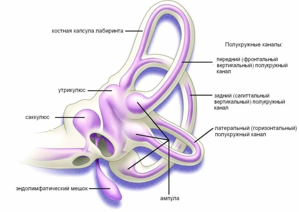 Полукружный канал орган слуха. Полукружные каналы внутреннего уха анатомия. Костные полукружные каналы строение. Орган равновесия полукружные каналы. Вестибулярный анализатор полукружные каналы.
