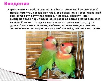 Разлучники 63