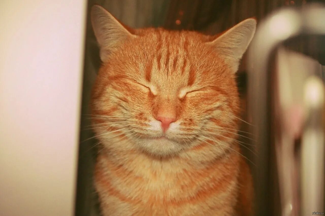 Коты рыжие веселые