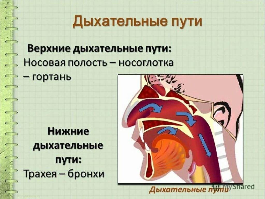 Тест заболевания верхних дыхательных путей. Верхние дыхательные пути. Верхнедыхательные пути. Заболевания верхних дыхательных путей. Верхние и нижние дыхательные пути.