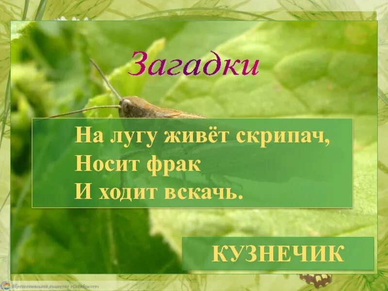 Загадка про луг. Загадки про луг. загадки на тему луг. загадки о луге. загадки на тему жизнь луга.