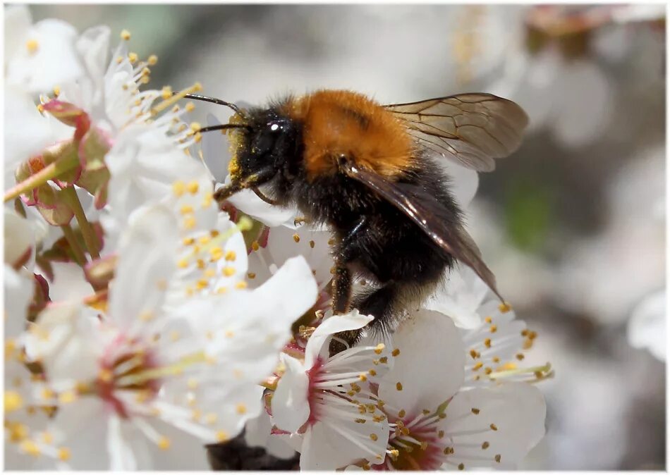 цвета которые влияют на медосбор. виды медосбора пчела. медосбор 6 букв. пчела и ромашка отличия. пчёлы для ромашек эмооции.