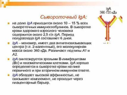 Содержание в сыворотке иммуноглобулинов