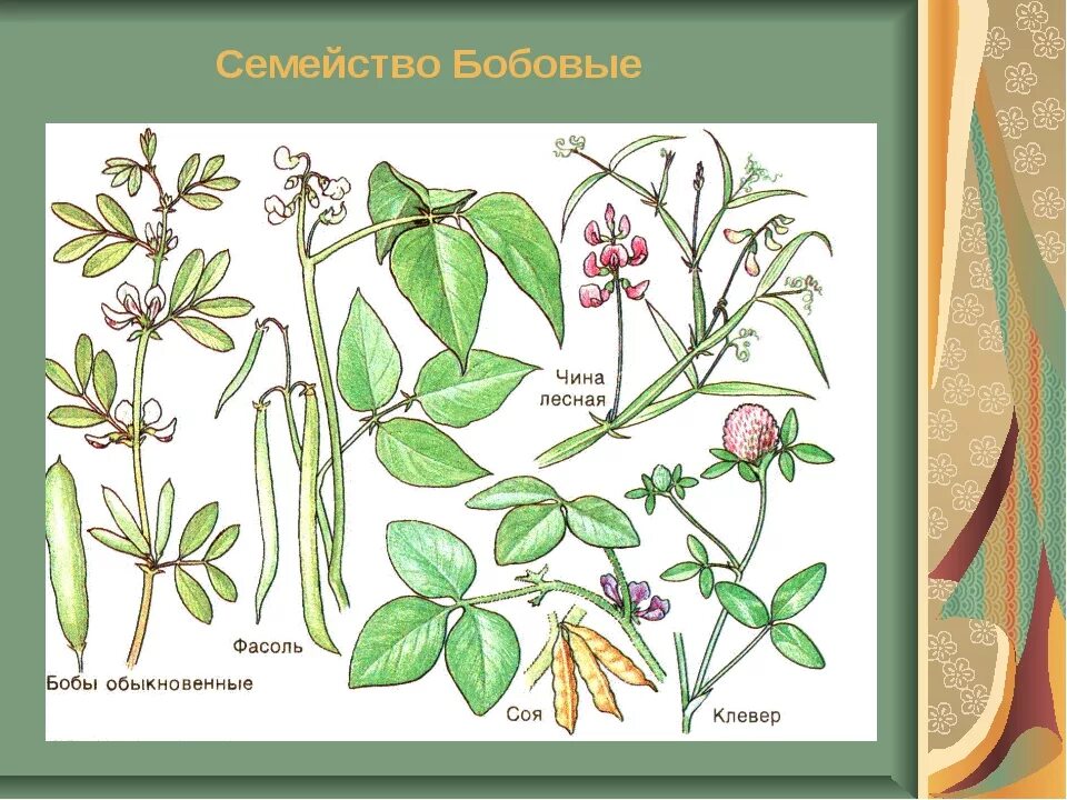 Семейство бобовых виды. Растения семейства бобовых. Семейство Мотыльковые фасоль. Покрытосеменные бобовые. Царство бобовых растений.